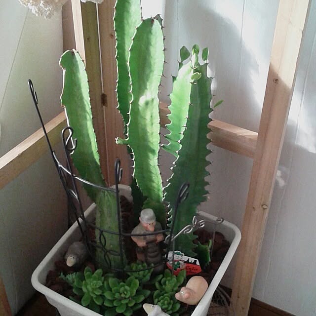 383junkさんの実例写真