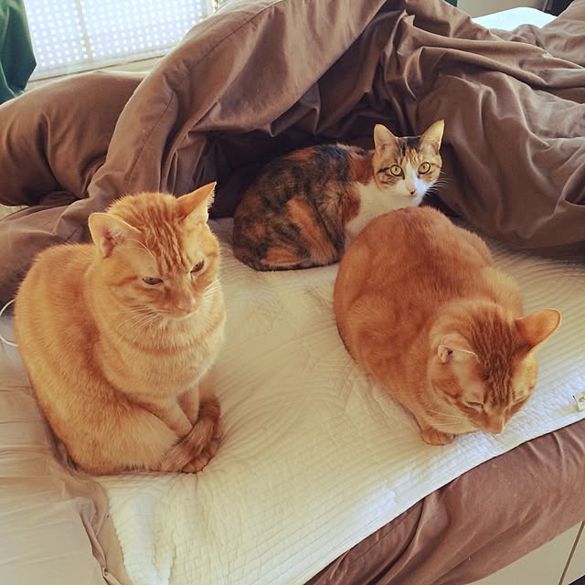 Minamiさんの実例写真