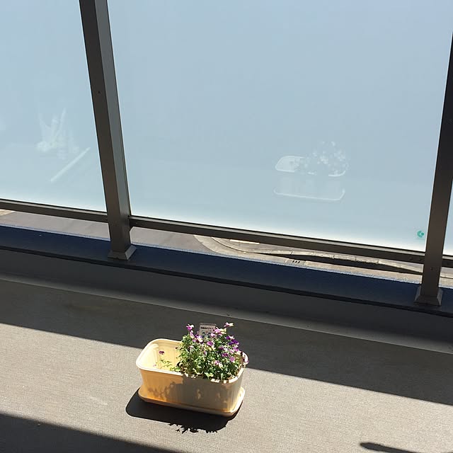 cantikさんの実例写真