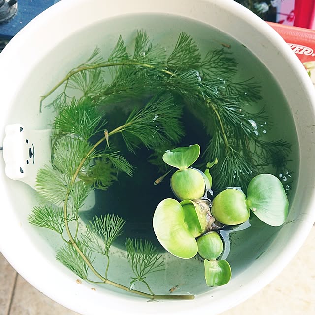 urchinさんの実例写真