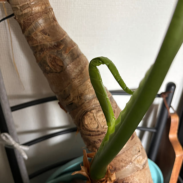 makiさんの実例写真