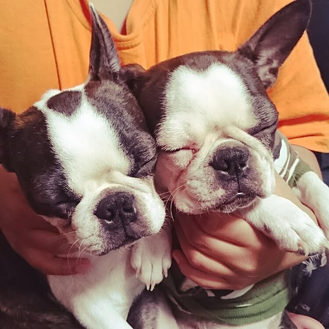 maiさんの実例写真