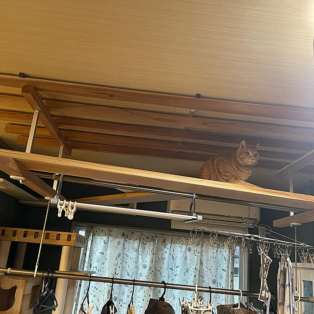 nekohagu2022さんの実例写真