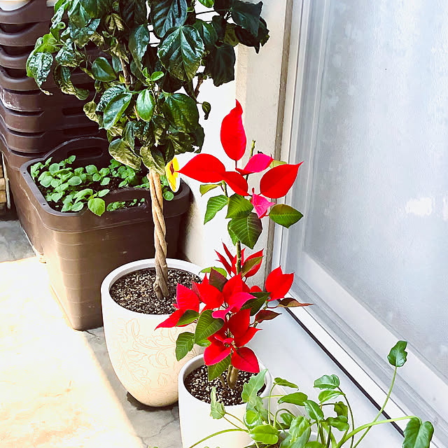 hanachanさんの部屋