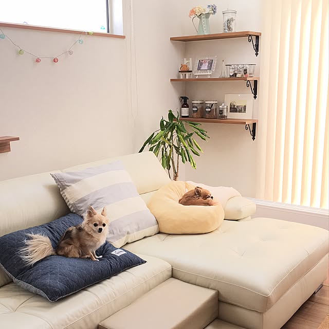 popoさんの実例写真