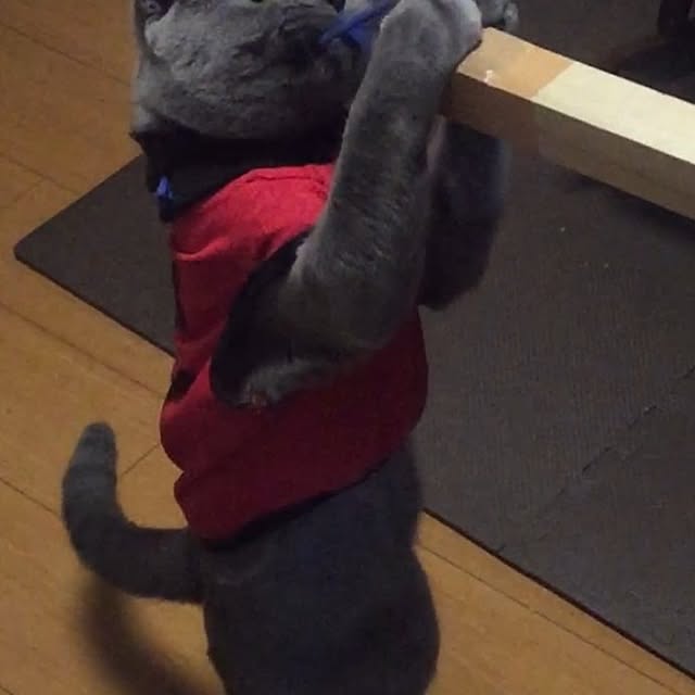 akatoviraさんの部屋