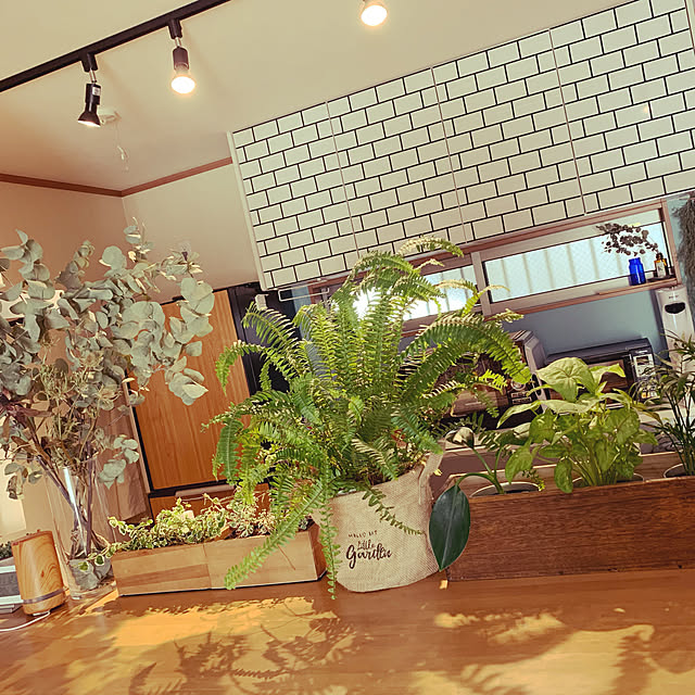DIY/セリア/100均/観葉植物/カフェ風...などのインテリア実例 - 2020-11-12 11:54:48