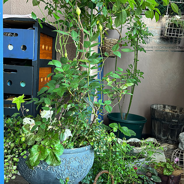 naokoさんの部屋