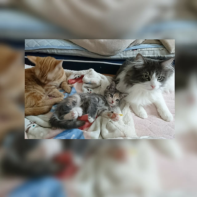 shinobuさんの実例写真