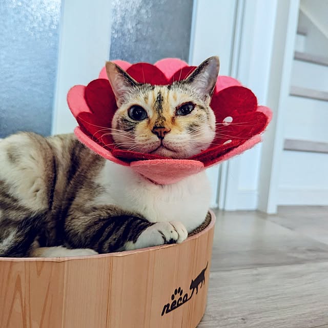 kohakuさんの実例写真