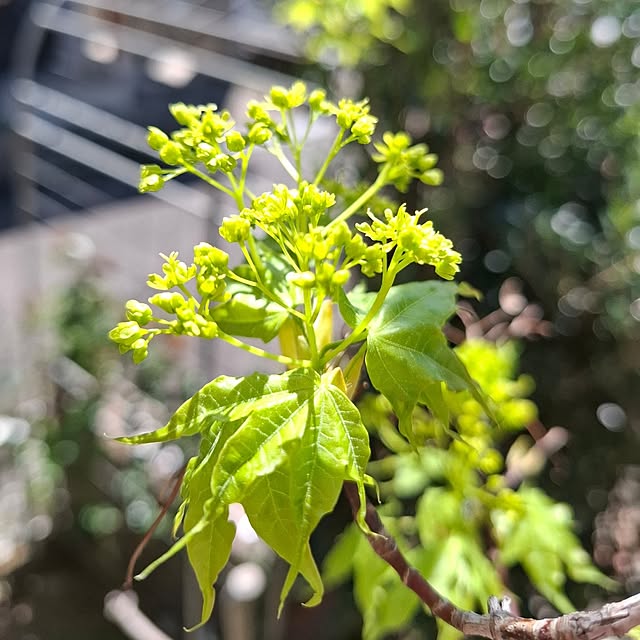 midoriさんの部屋