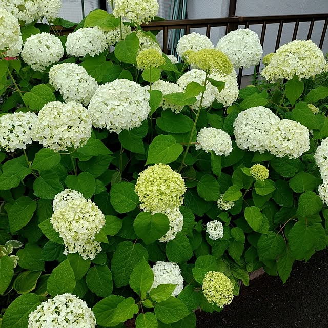 momoさんの部屋