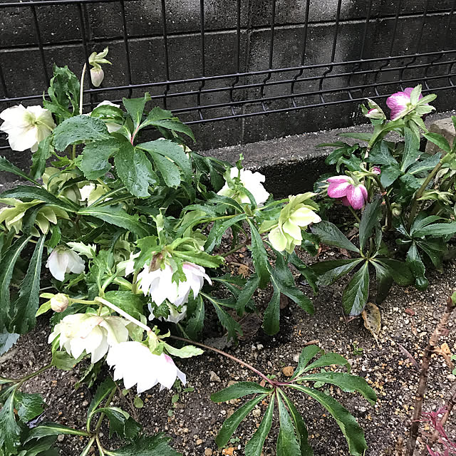 実例写真