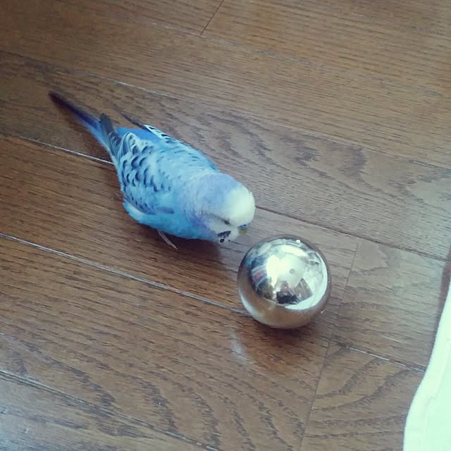 opiopiopiさんの実例写真
