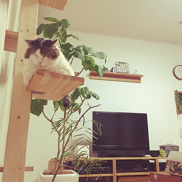 chiimalさんの実例写真