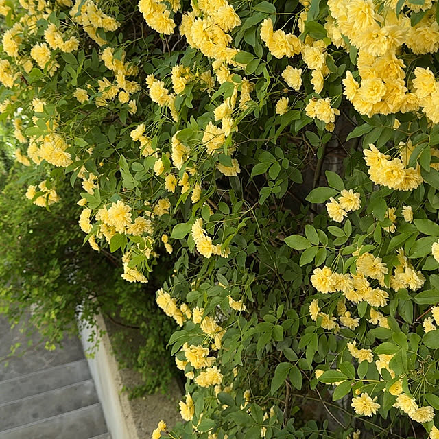 hanatomidorinoheyaさんの部屋