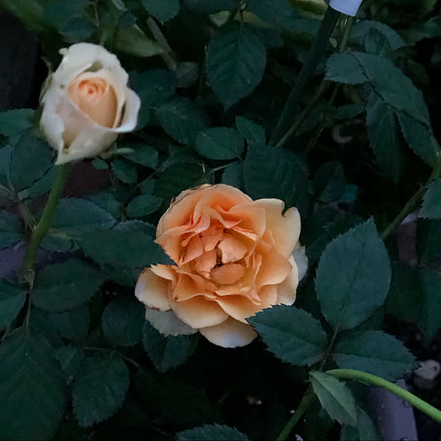 miruさんの実例写真
