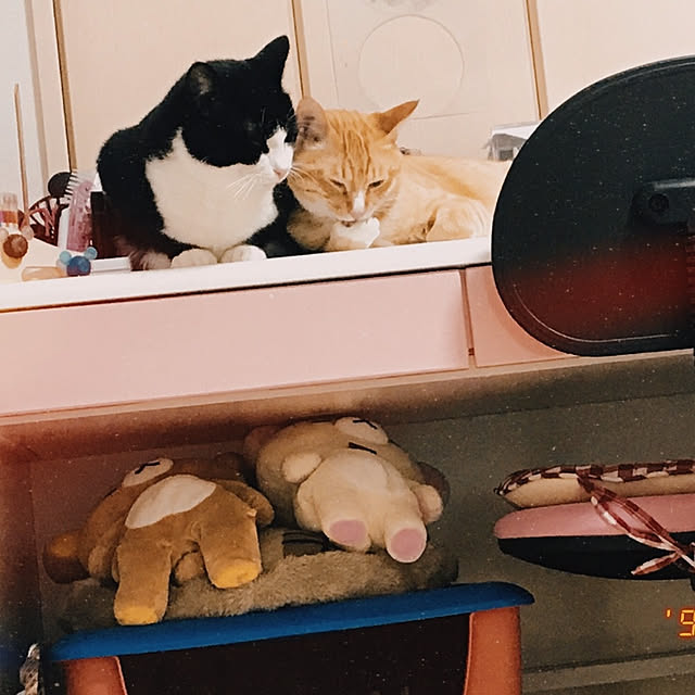 koromaroさんの実例写真