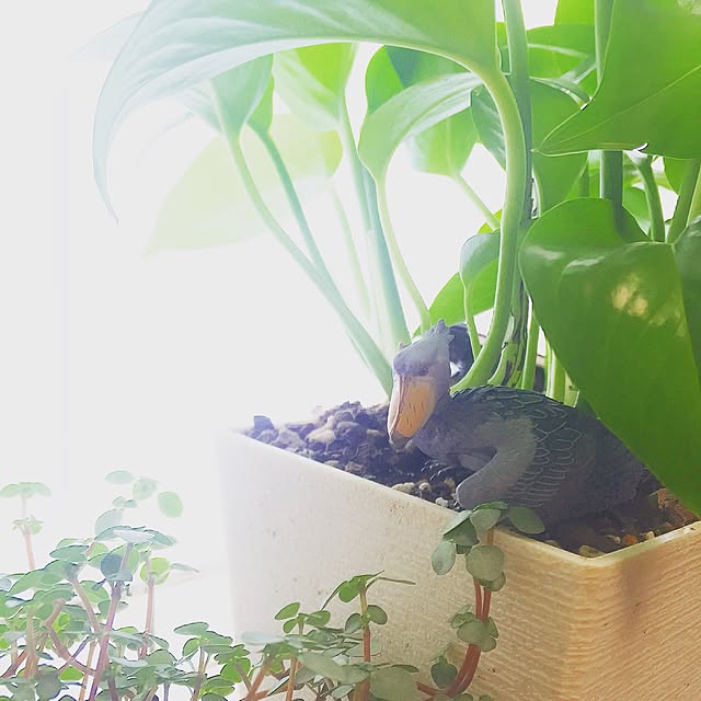 Mamechi003さんの実例写真