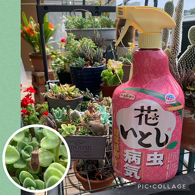 Aqettyさんの実例写真