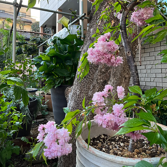 botanさんの部屋