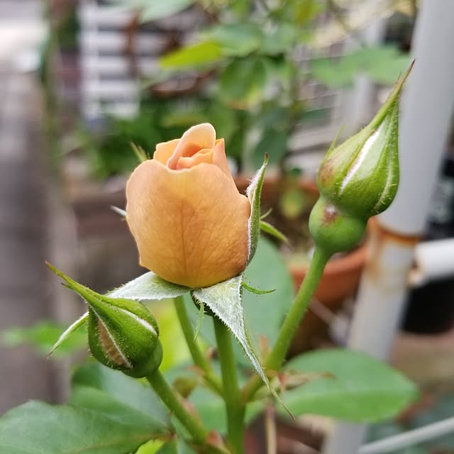 midoriさんの部屋