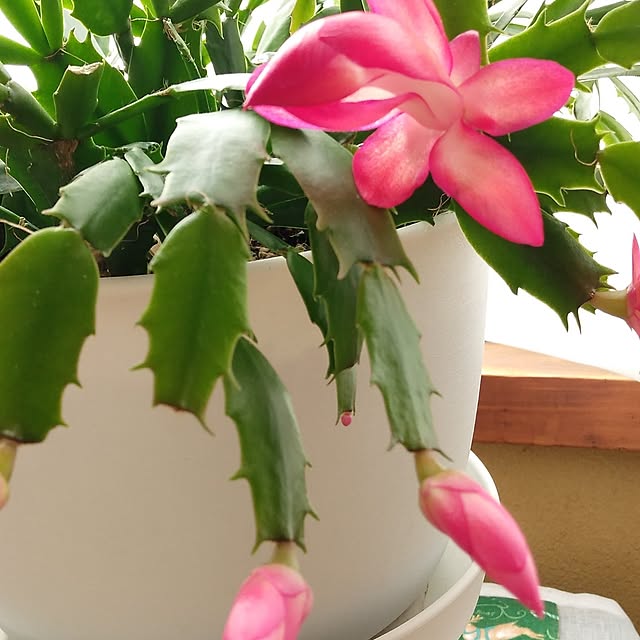 makayokoさんの部屋