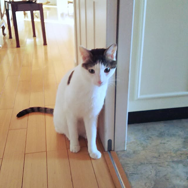 sakuraさんの実例写真