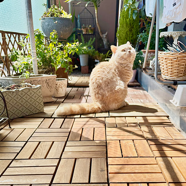 naokoさんの部屋