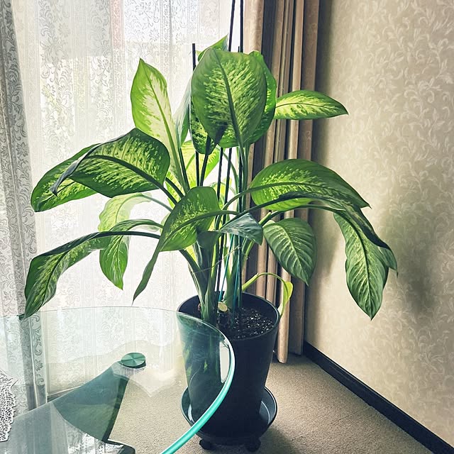 takoさんの部屋