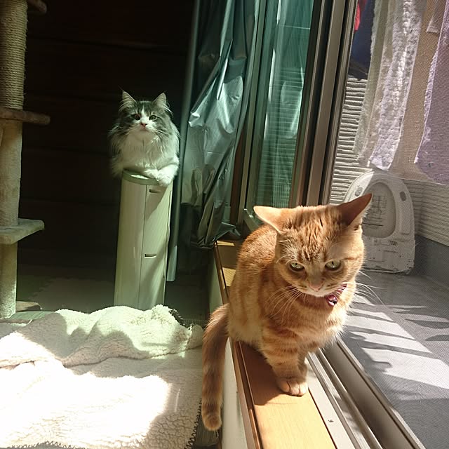 shinobuさんの実例写真