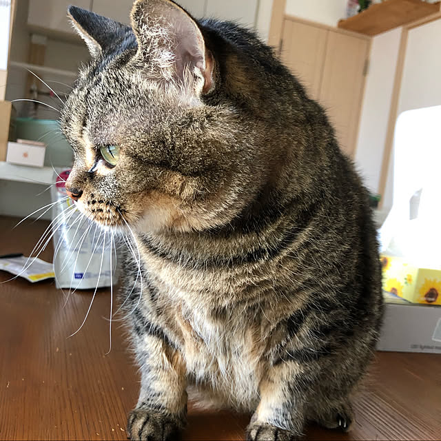 実例写真