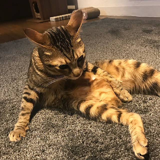 momoさんの実例写真