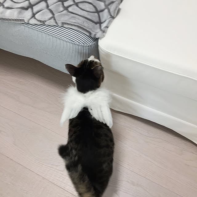 yuchiさんの実例写真