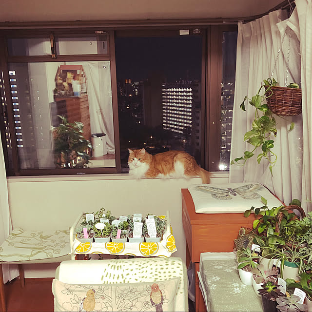 uchidaizuさんの実例写真