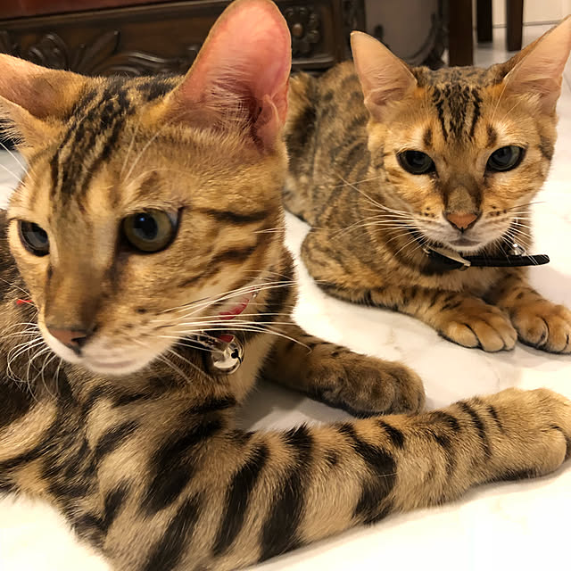 iranさんの実例写真