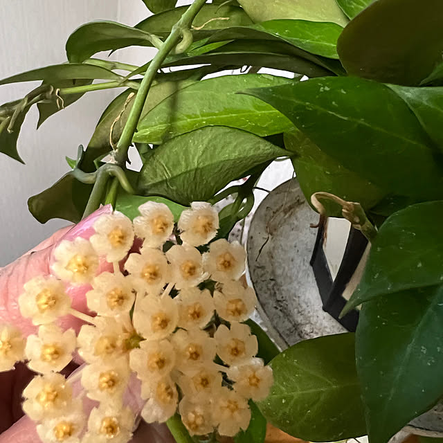 AYUKOさんの実例写真