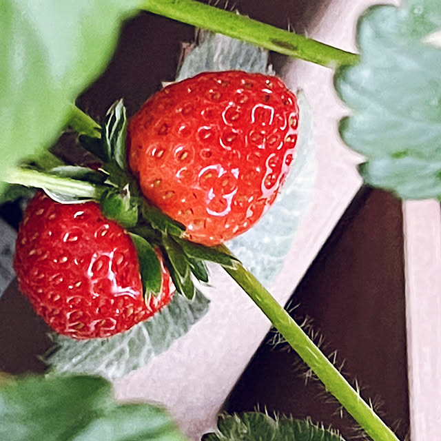 miechuraさんの部屋