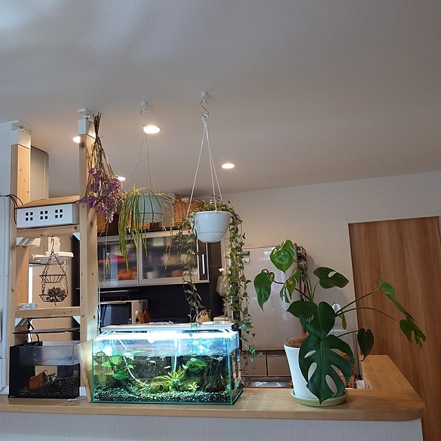 キッチン/観葉植物のある暮らし/観葉植物/salut!/LABRICO...などのインテリア実例 - 2024-07-19 12:17:17