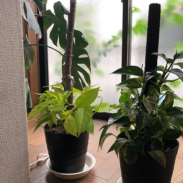 pirokoさんの実例写真