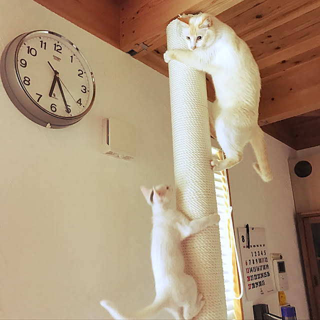 sakurasakuさんの実例写真
