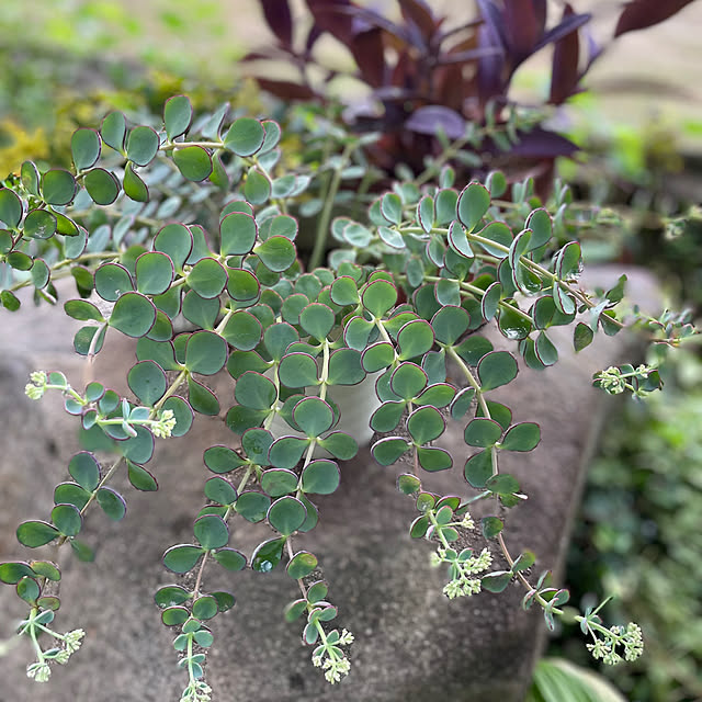 buchiさんの部屋