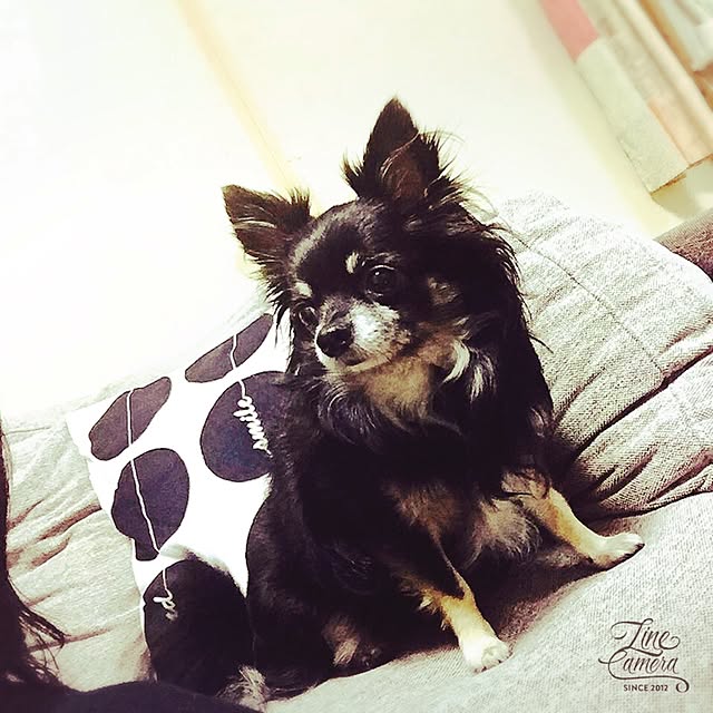 mockさんの実例写真