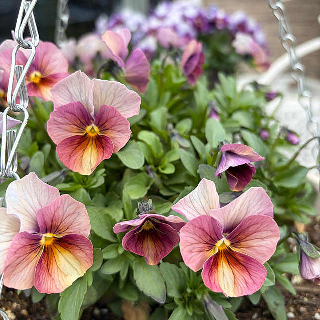 ronronさんの部屋