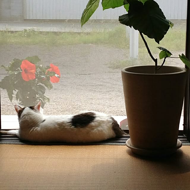mo.maさんの実例写真