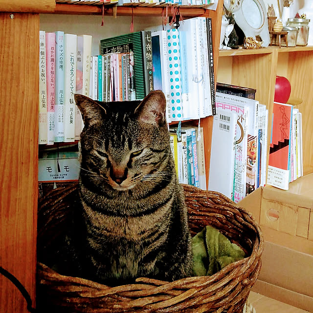 sleepywhaleさんの実例写真