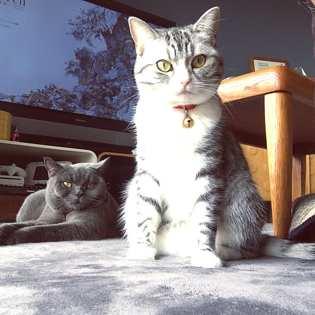 Shojiさんの実例写真