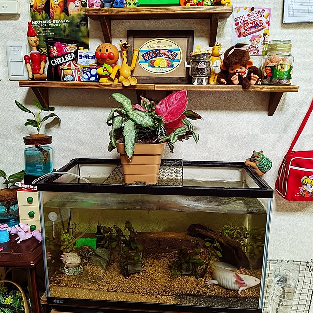 umeboshicyanさんの実例写真
