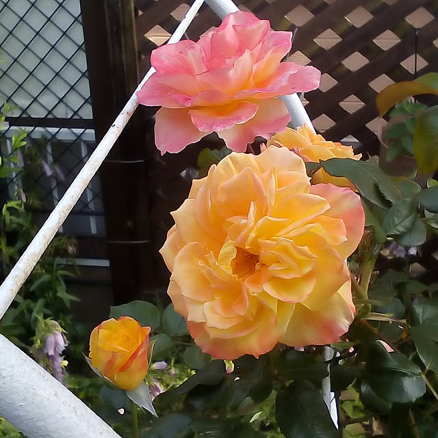 mariagardenさんの実例写真