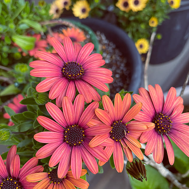 namecoさんの部屋